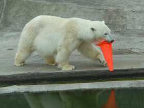 Фото Белый медведь
