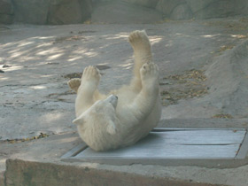 Фото Белый медведь