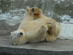 Фото Белый медведь