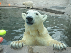 Фото Белый медведь