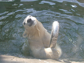 Фото Белый медведь