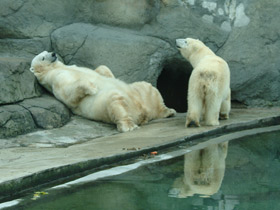 Фото Белый медведь