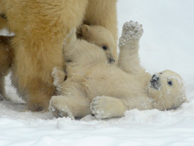 Фото Белый медведь