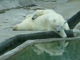 Фото Белый медведь