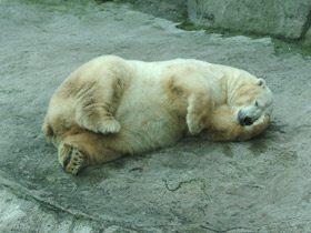 Фото Белый медведь