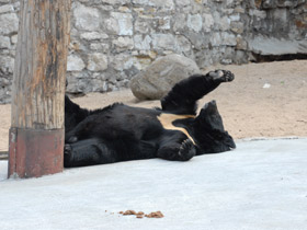 Смотреть фото 10 интересных фактов о медведях Фото 10 интересных фактов о медведях