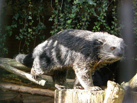 Смотреть фото Бинтуронг Фото Бинтуронг