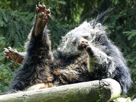 Смотреть фото Бинтуронг Фото Бинтуронг