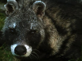 Смотреть фото Африканская цивета Фото Африканская цивета