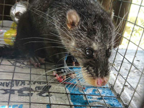 Смотреть фото Выдровая цивета Фото Выдровая цивета