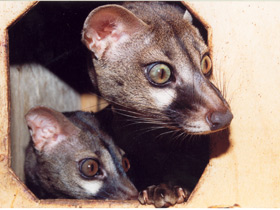 Смотреть фото Обыкновенная генета Фото Обыкновенная генета