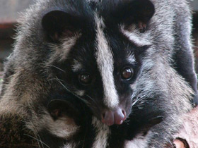 Смотреть фото Гималайская цивета Фото Гималайская цивета