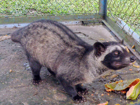 Смотреть фото Мусанг Фото Мусанг