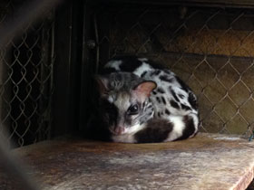 Смотреть фото Полосатый линсанг Фото Полосатый линсанг