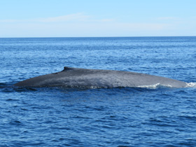 Смотреть фото Синий кит Фото Синий кит