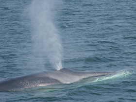 Смотреть фото Финвал Фото Финвал