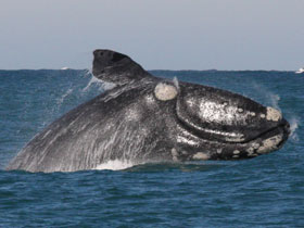 Смотреть фото Южный гладкий кит Фото Южный гладкий кит