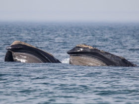Смотреть фото Северный гладкий кит Фото Северный гладкий кит