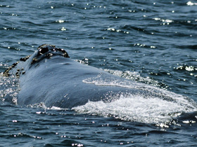 Смотреть фото Японский кит Фото Японский кит