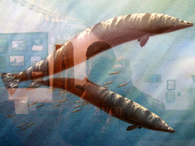 Смотреть фото Командорский ремнезуб Фото Командорский ремнезуб