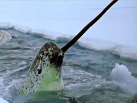 Фото Нарвал