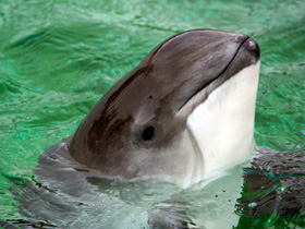 Смотреть фото Морская свинья Фото Морская свинья