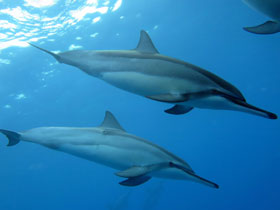 Смотреть фото Длиннорылый продельфин Фото Длиннорылый продельфин