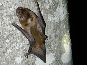 Смотреть фото Гигантская вечерница Фото Гигантская вечерница