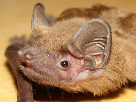 Фото Рыжая вечерница