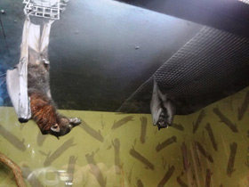 Смотреть фото Удивительные животные Мадагаскара. Часть 2 Фото Удивительные животные Мадагаскара. Часть 2