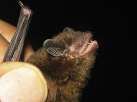 Смотреть фото Neoromicia roseveari Фото Neoromicia roseveari