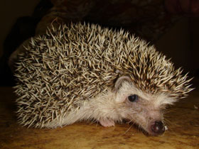 Африканский карликовый еж Африканский карликовый еж