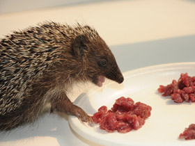 Смотреть фото Белогрудый ёж Фото Белогрудый ёж