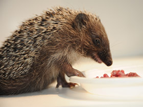 Смотреть фото Белогрудый ёж Фото Белогрудый ёж