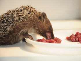 Смотреть фото Белогрудый ёж Фото Белогрудый ёж