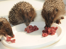 Смотреть фото Белогрудый ёж Фото Белогрудый ёж