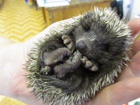 Смотреть фото Белогрудый ёж Фото Белогрудый ёж