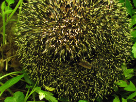 Фото Обыкновенный ёж