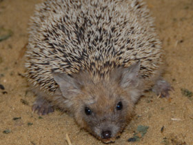 Смотреть фото Ушастый ёж Фото Ушастый ёж