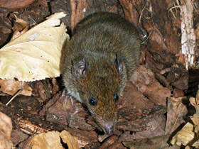 Смотреть фото Малая гимнура Фото Малая гимнура