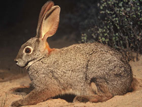 Смотреть фото Бушменов заяц Фото Бушменов заяц