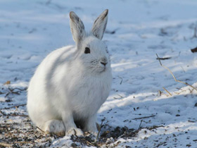 Смотреть фото Американский заяц Фото Американский заяц