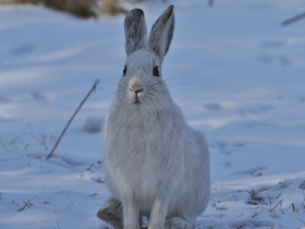 Смотреть фото Американский заяц Фото Американский заяц