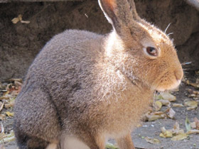 Смотреть фото Потешки о животных для малышей Фото Потешки о животных для малышей