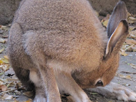 Смотреть фото Заяц-русак Фото Заяц-русак