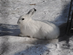 Смотреть фото Заяц-беляк Фото Заяц-беляк