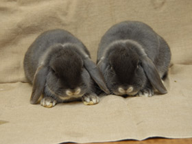 Смотреть фото Европейский кролик Фото Европейский кролик