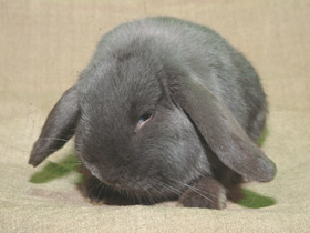 Смотреть фото Европейский кролик Фото Европейский кролик