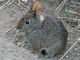 Фото Вулканический кролик