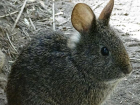 Фото Вулканический кролик